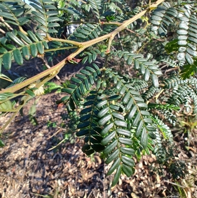 Acacia terminalis subsp. Long inflorescences (P.G.Kodela 307) NSW Herbarium