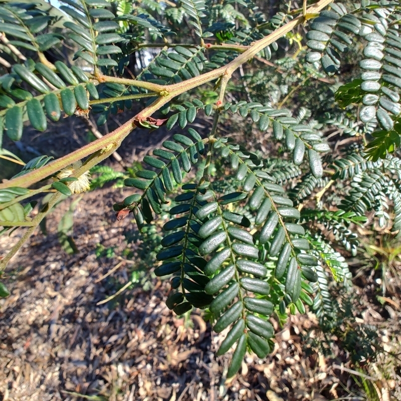 Acacia terminalis subsp. Long inflorescences (P.G.Kodela 307) NSW Herbarium