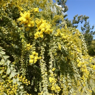 Acacia vestita