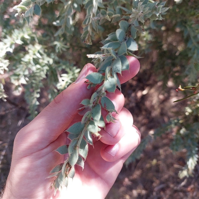 Acacia vestita