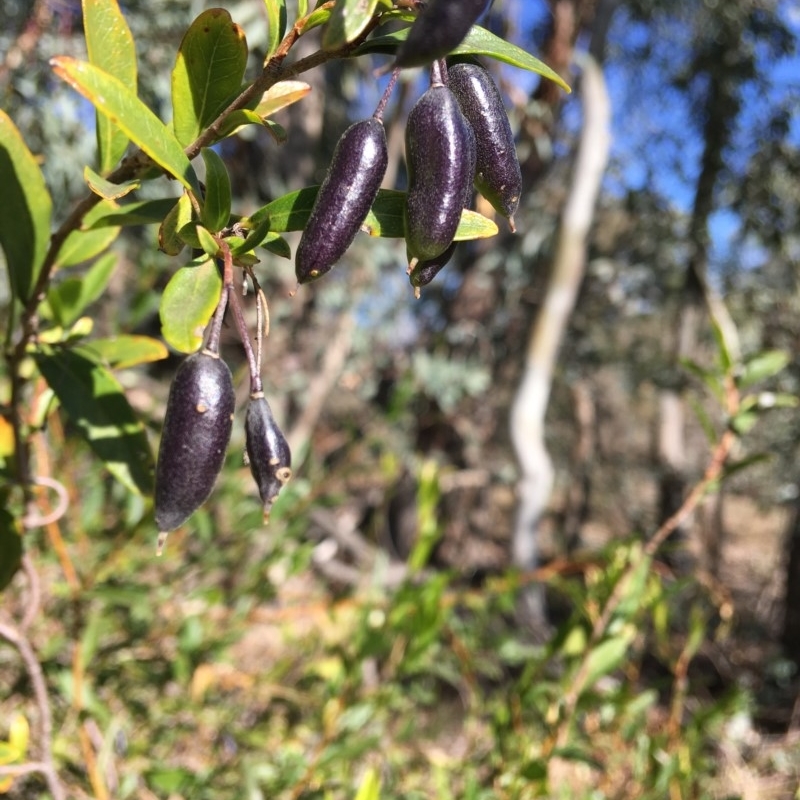 Billardiera heterophylla