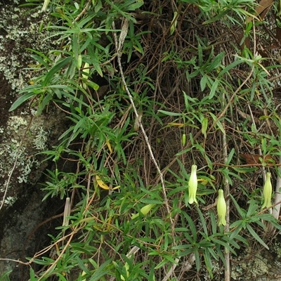 Billardiera macrantha