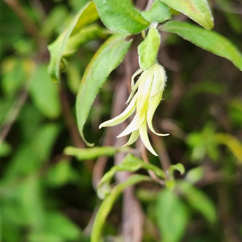Billardiera sp.
