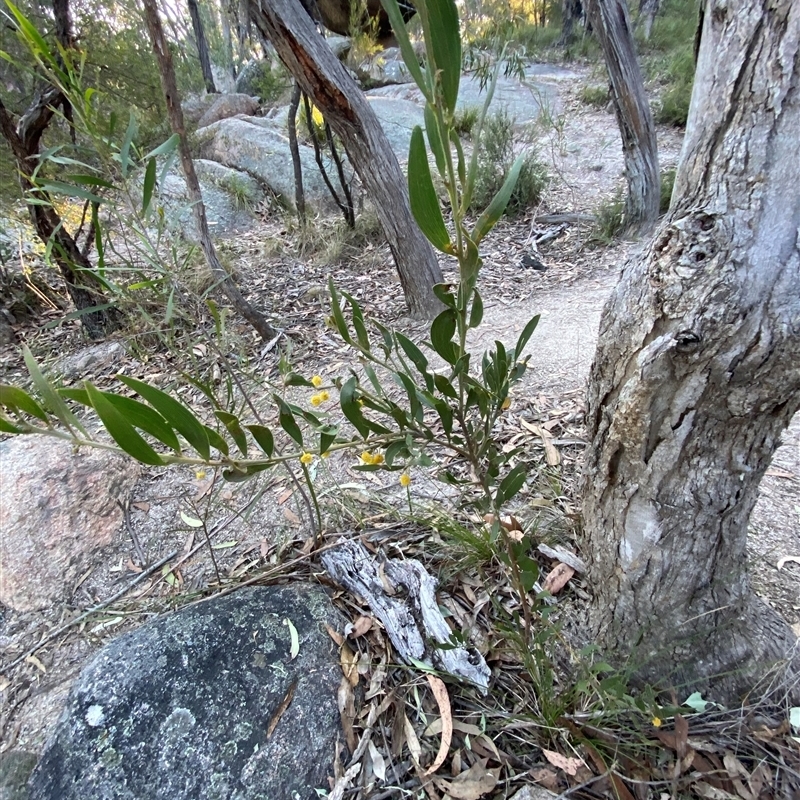 Acacia venulosa