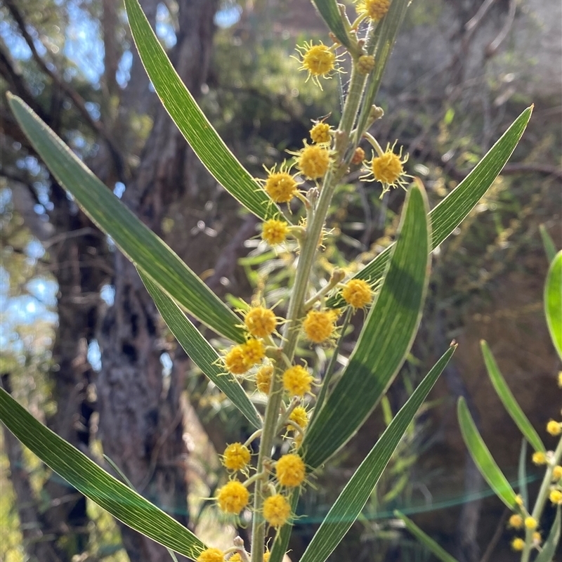 Acacia venulosa