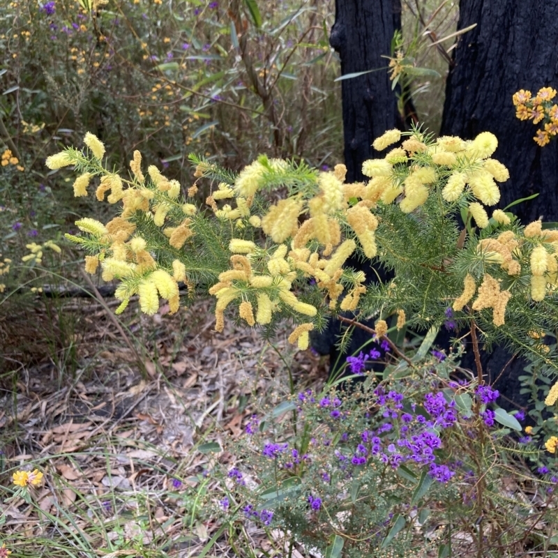 Acacia verticillata