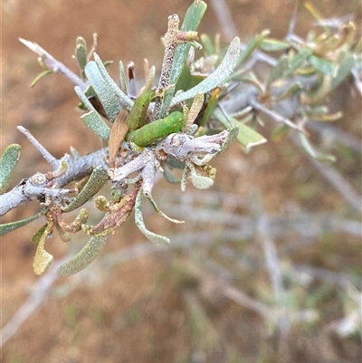 Acacia victoriae