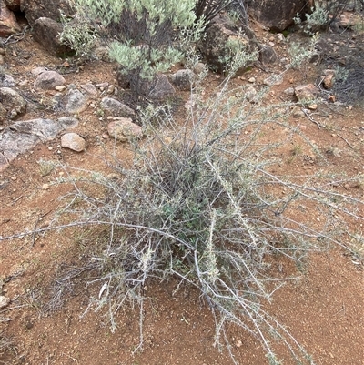 Acacia victoriae