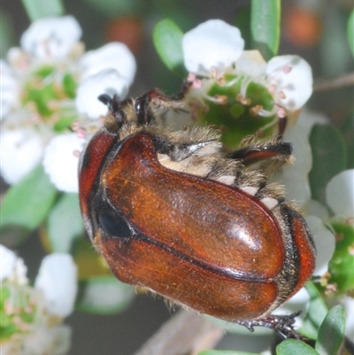 Bisallardiana gymnopleura