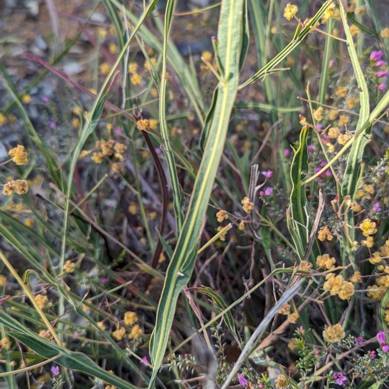 Acacia willdenowiana