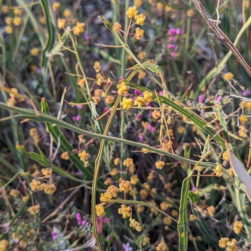 Acacia willdenowiana