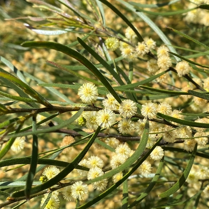 Acacia viscidula