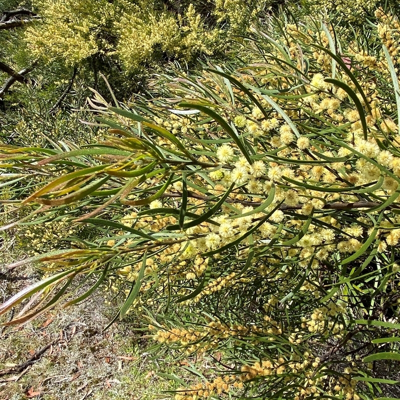 Acacia viscidula