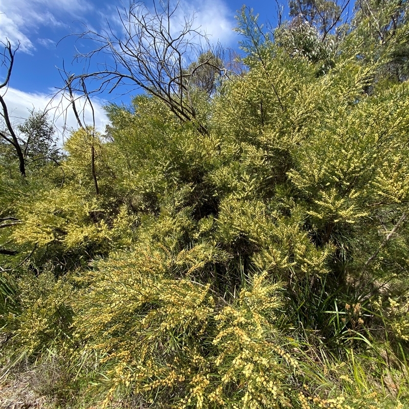 Acacia viscidula