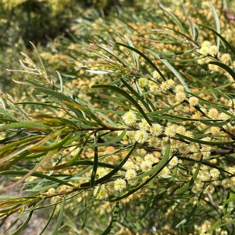 Acacia viscidula