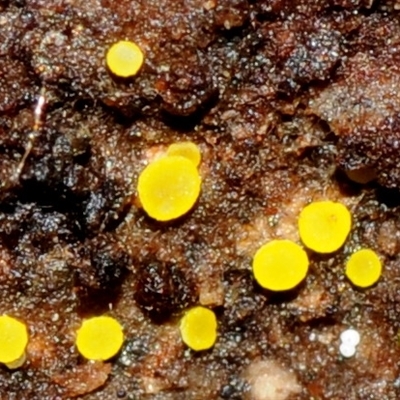 Bisporella citrina