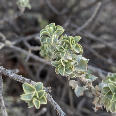 Eremophila rotundifolia