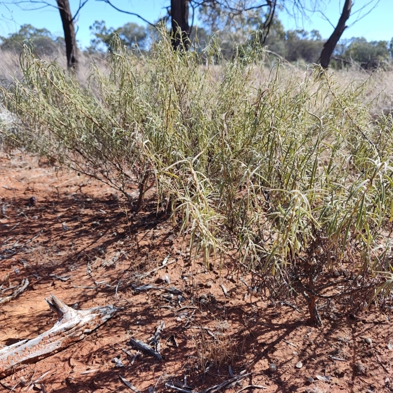 Eremophila gilesii