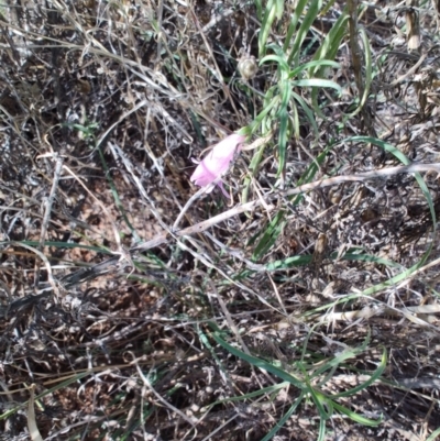 Eremophila gilesii