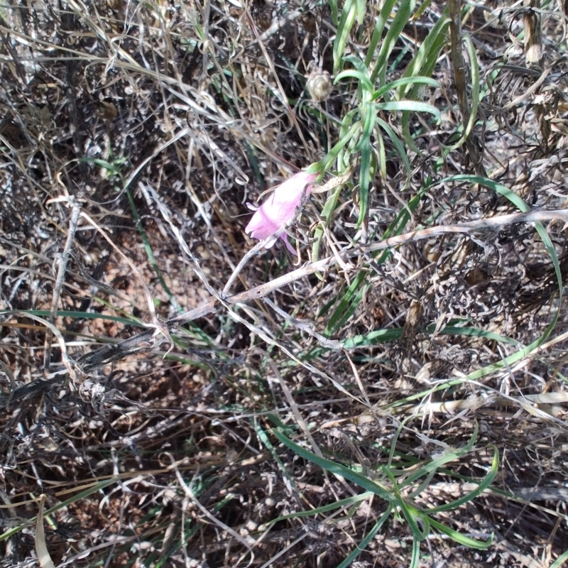 Eremophila gilesii