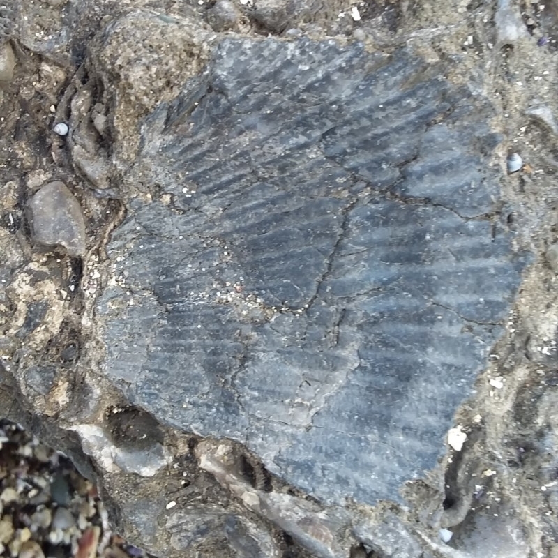 Bivalve .... Pecten