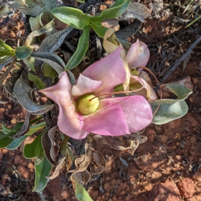 Eremophila galeata