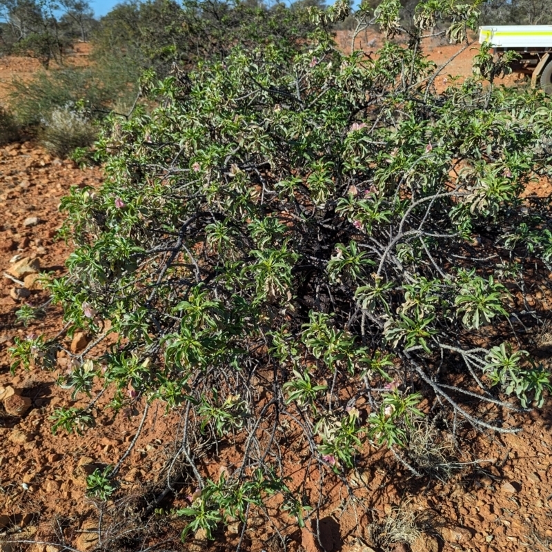Eremophila galeata
