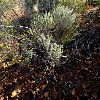 Eremophila pantonii