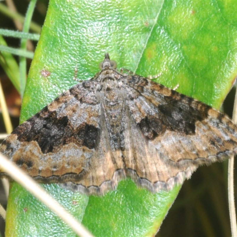 Chrysolarentia rhynchota