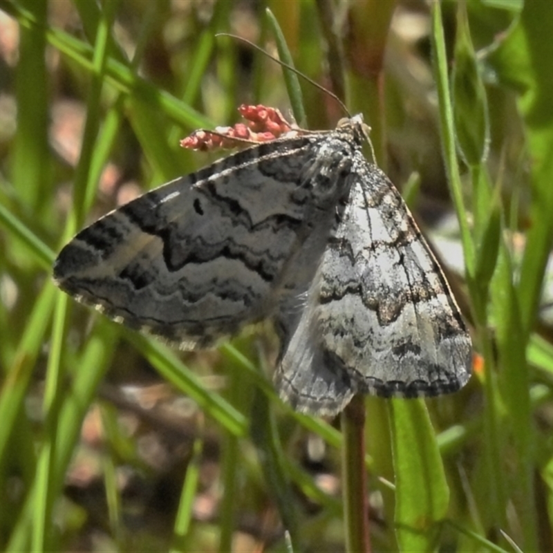 Chrysolarentia rhynchota