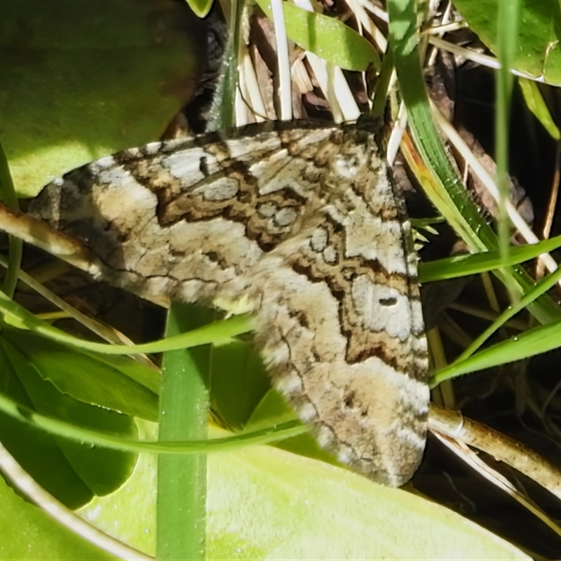 Chrysolarentia rhynchota