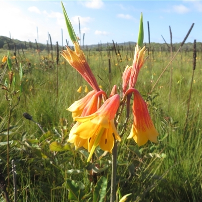 Blandfordia grandiflora