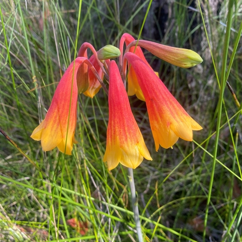 Blandfordia grandiflora