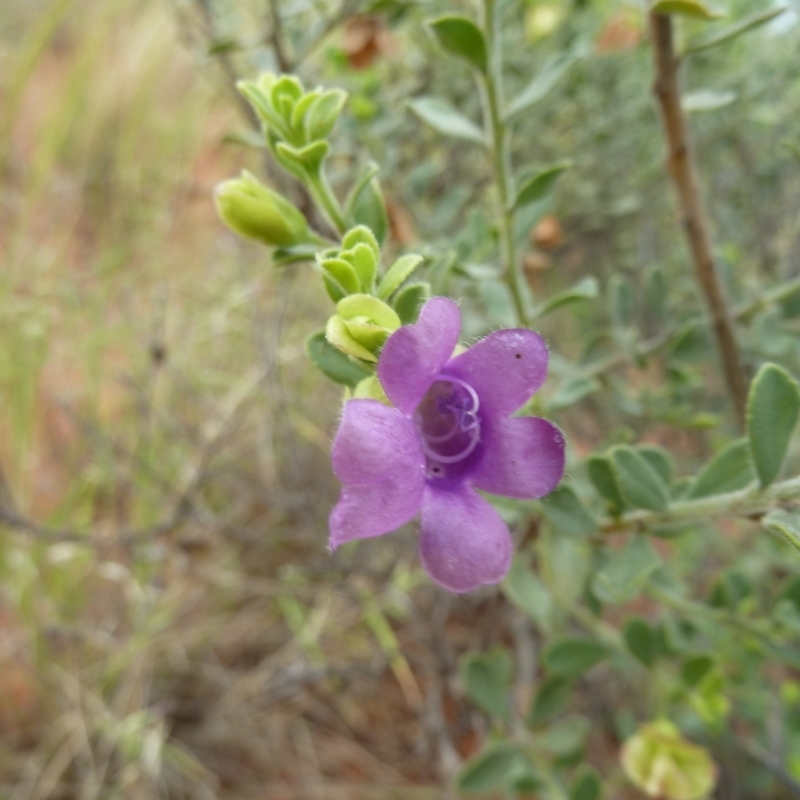 Eremophila willsii