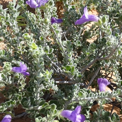 Eremophila obovata