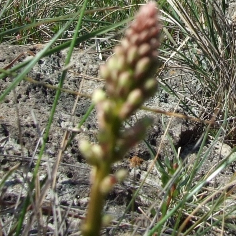 Stackhousia subterranea