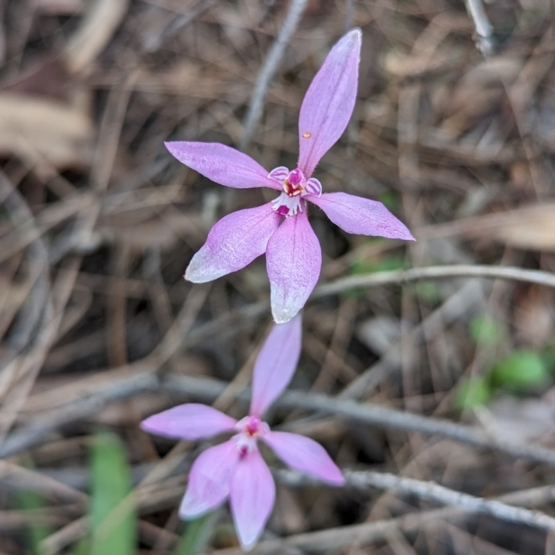 Caladenia reptans