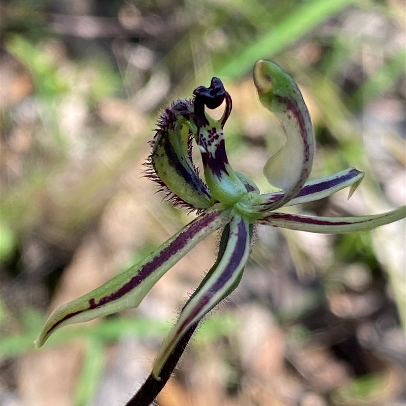 Caladenia barbarossa