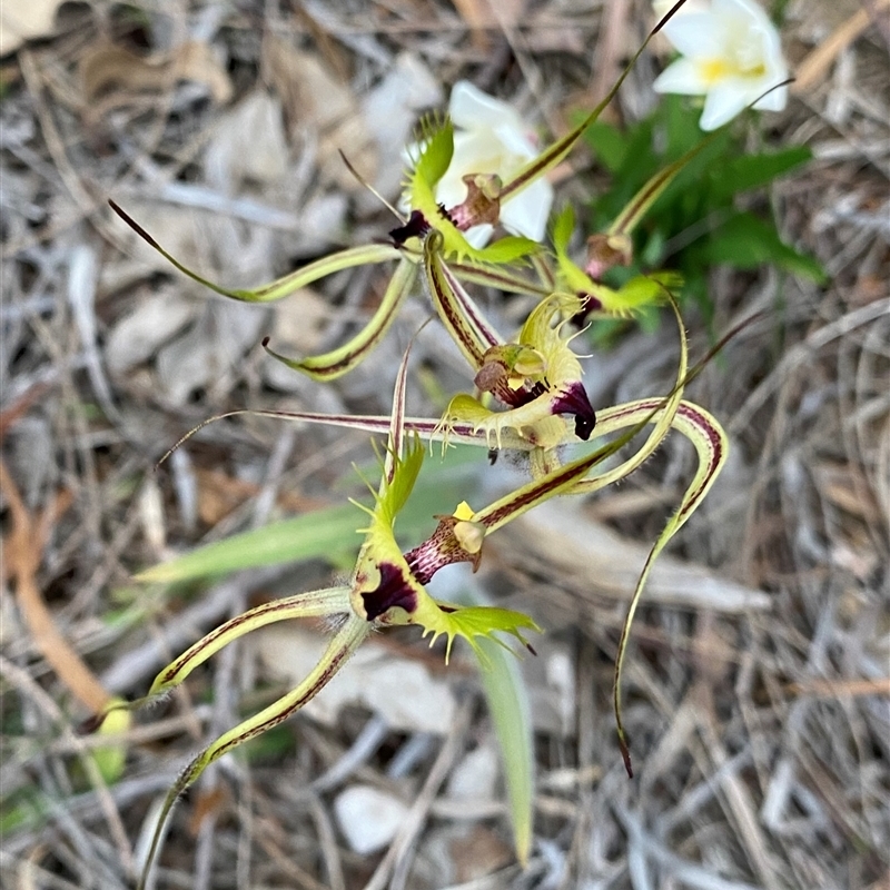 Caladenia falcata