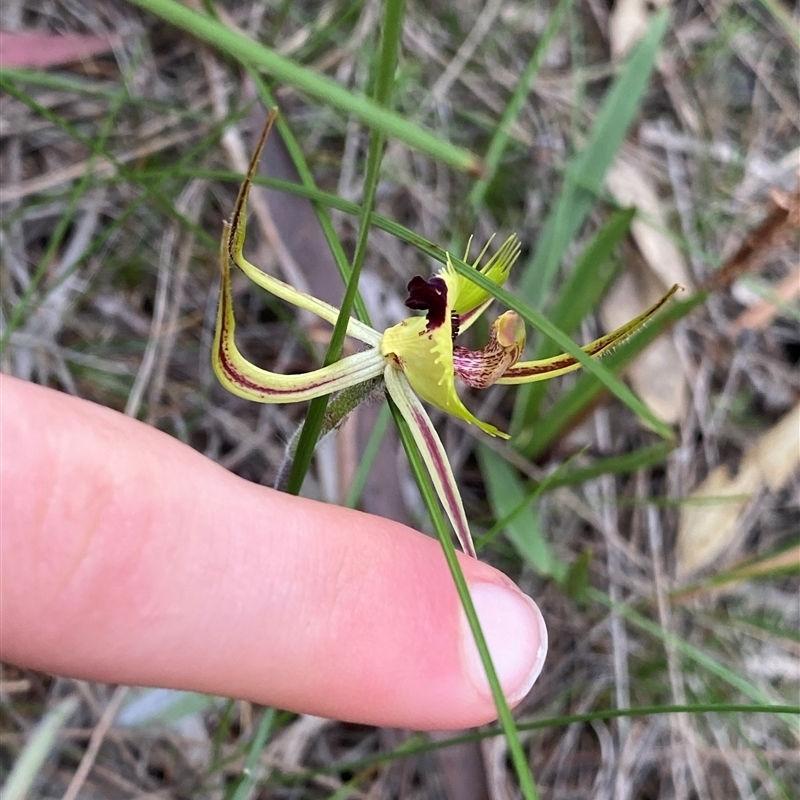 Caladenia falcata