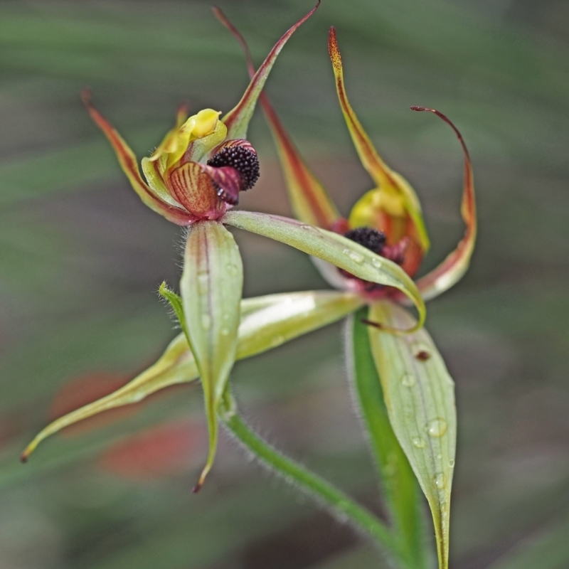 Caladenia macrostylis