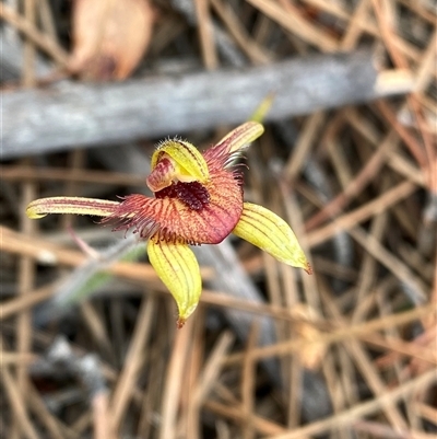 Caladenia discoidea