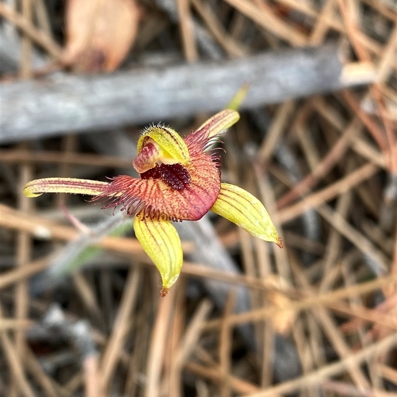 Caladenia discoidea