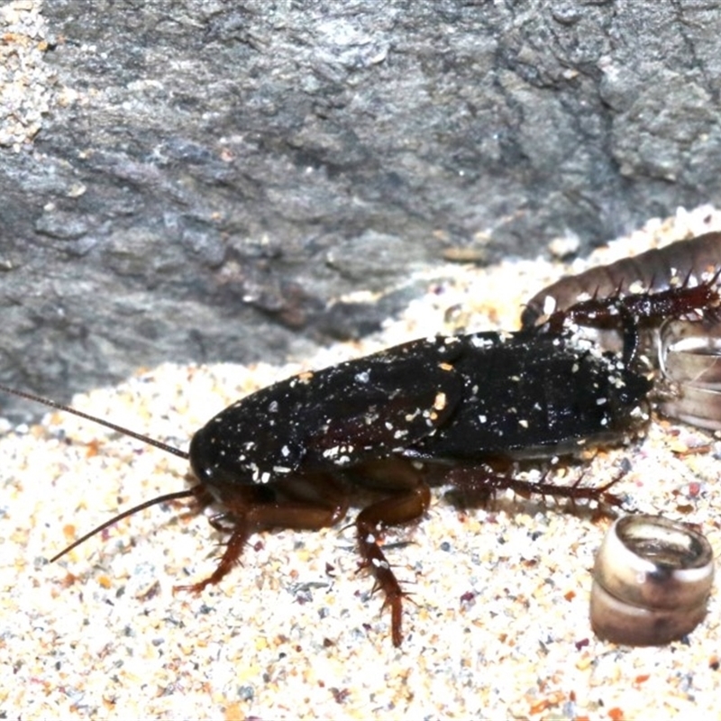 Blattidae sp. (family)