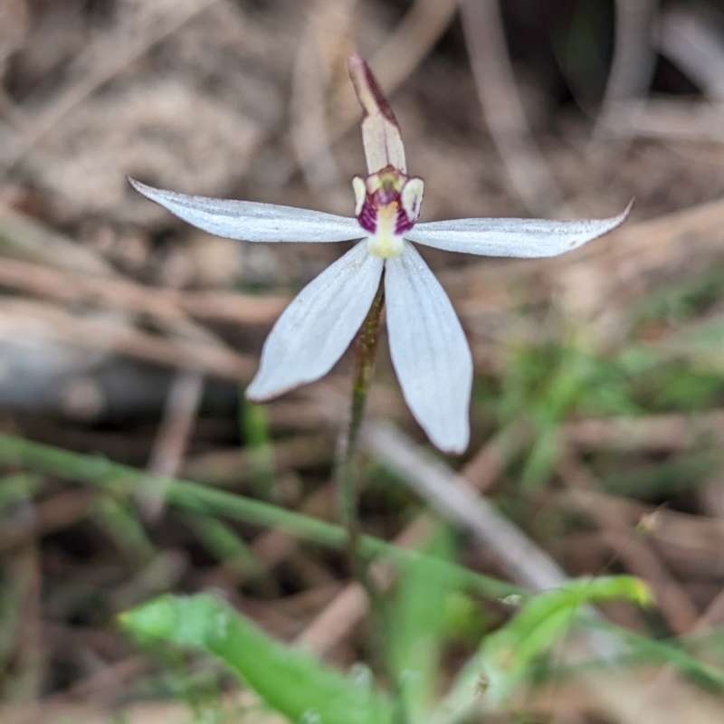 Ericksonella saccharata