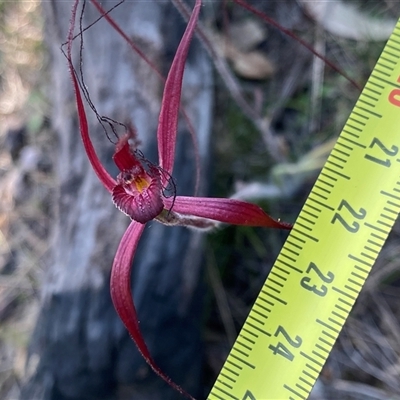 Caladenia filifera