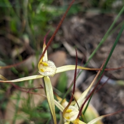 Caladenia xantha