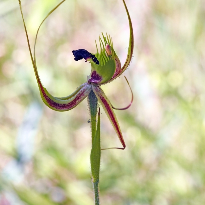 Caladenia attingens