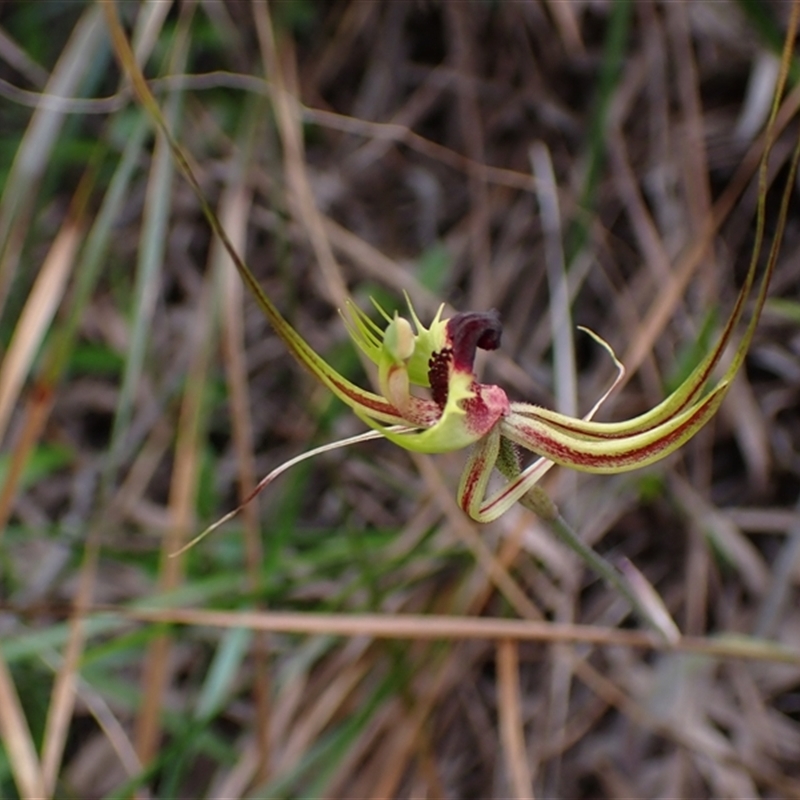 Caladenia attingens