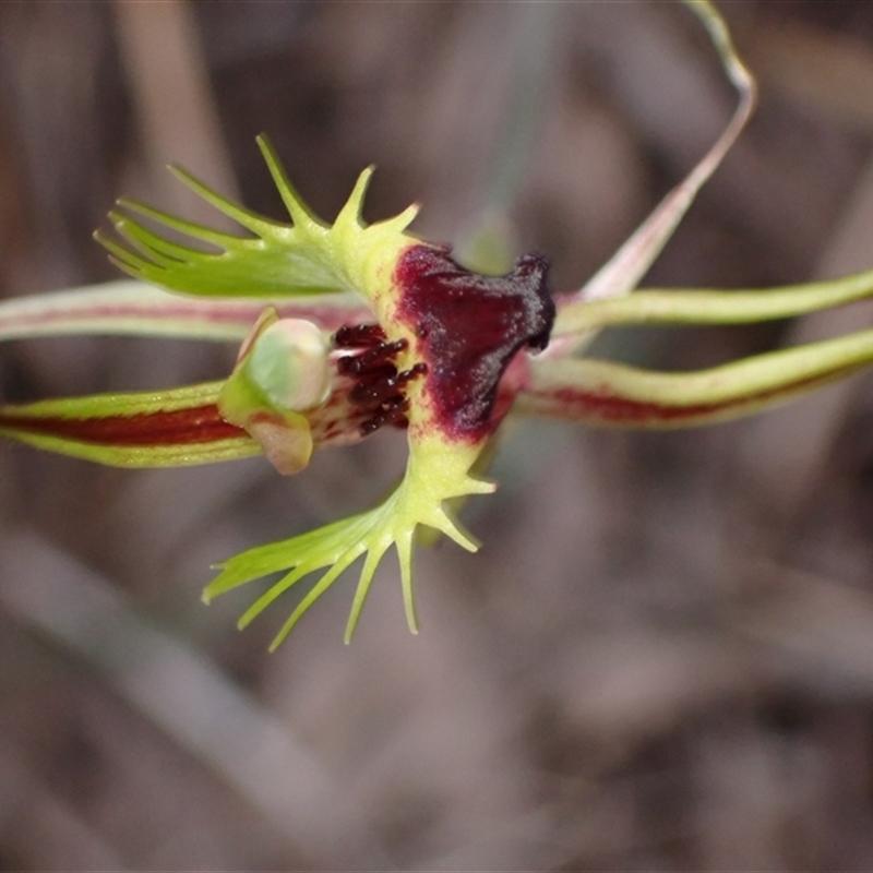 Caladenia attingens